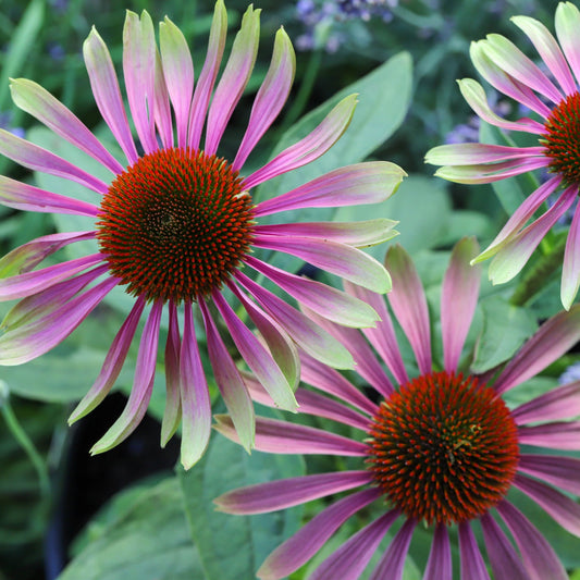 'Green Twister' Echinacea Purpurea Flowering Herbaceous Perennial Plant - 9cm Pot