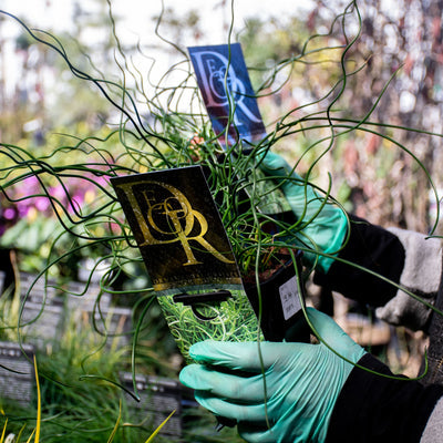 'Spiralis / Corkscrew Rush' Juncus Evergreen Plant - 17cm Pot