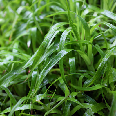 'Great Wood-rush' Luzula Sylvatica Perennial Flowering Grass - 17cm Pot