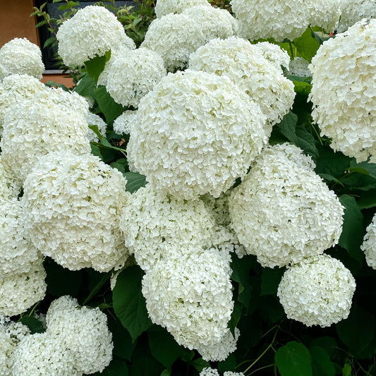 'Annabelle' Hydrangea Arborescens Flowering Shrub Plant - 17cm Pot