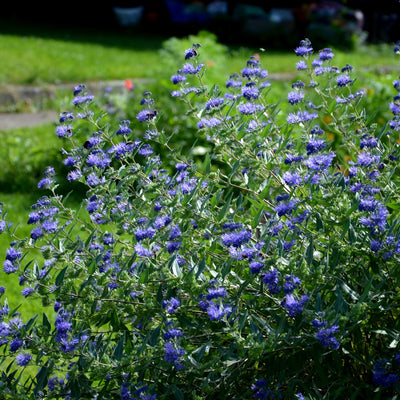 'Heavenly Blue' Caryopteris Flowering Shrub Plant - 17cm Pot