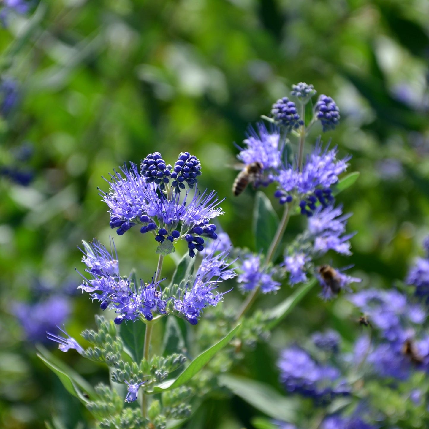 'Heavenly Blue' Caryopteris Flowering Shrub Plant - 17cm Pot