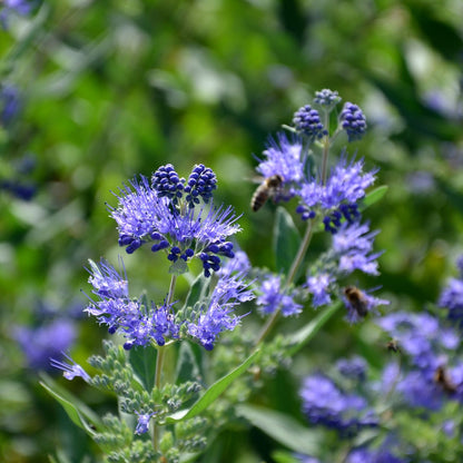 'Heavenly Blue' Caryopteris Flowering Shrub Plant - 17cm Pot