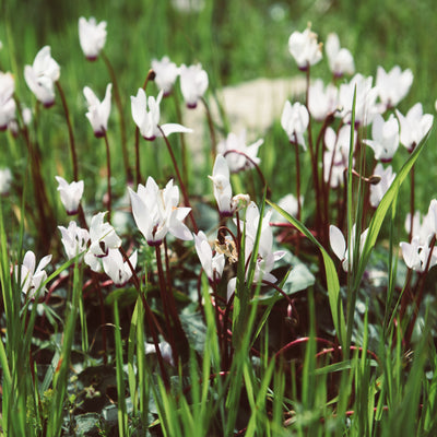 White Hardy Cyclamen Flowering Hardy Perennial Plant - 9cm Pot