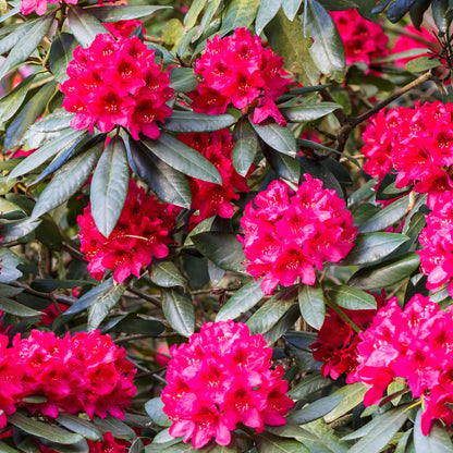 'Nova Zembla' Rhododendron Flowering Evergreen Shrub Plant - 17cm Pot