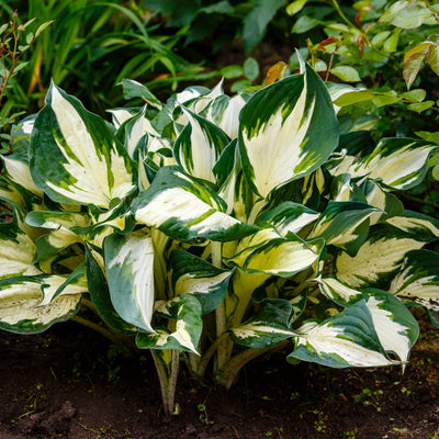 'Fire and Ice' Hosta Variegated Perennial Plant - 9cm Pot