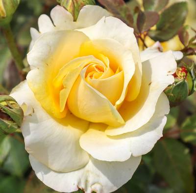 Sunny Sky Hybrid Tea 4L Pot - Pre-order for December