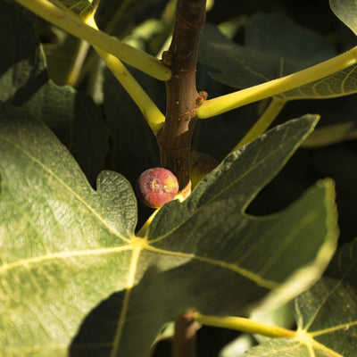 'Little Miss Figgy' Ficus Carica Dwarf Deciduous Plant - 17cm Pot