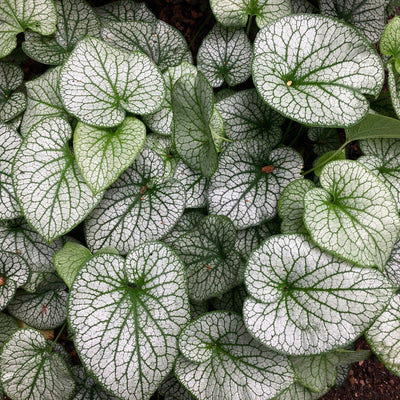 'Brunnera Alexanders Great' Flowering Perennial Plant - 9cm Pot