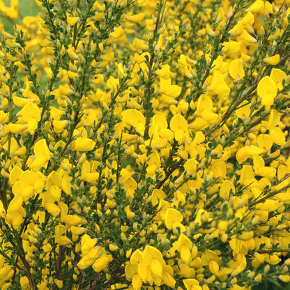 'Vanesse' Cytisus Spring Flowering Semi-evergreen Shrub Plant - 13cm Pot