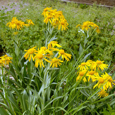 'Hoopesii' Helenium Flowering Perennial Plant - 9cm Pot