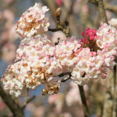 'Chales Lamont' Viburnum x Bodnantense Flowering Deciduous Shrub Plant -  17cm Pot