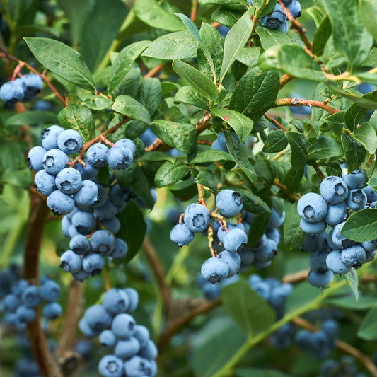 Blueberry 'North Country' Self Pollinating - 2L Pot