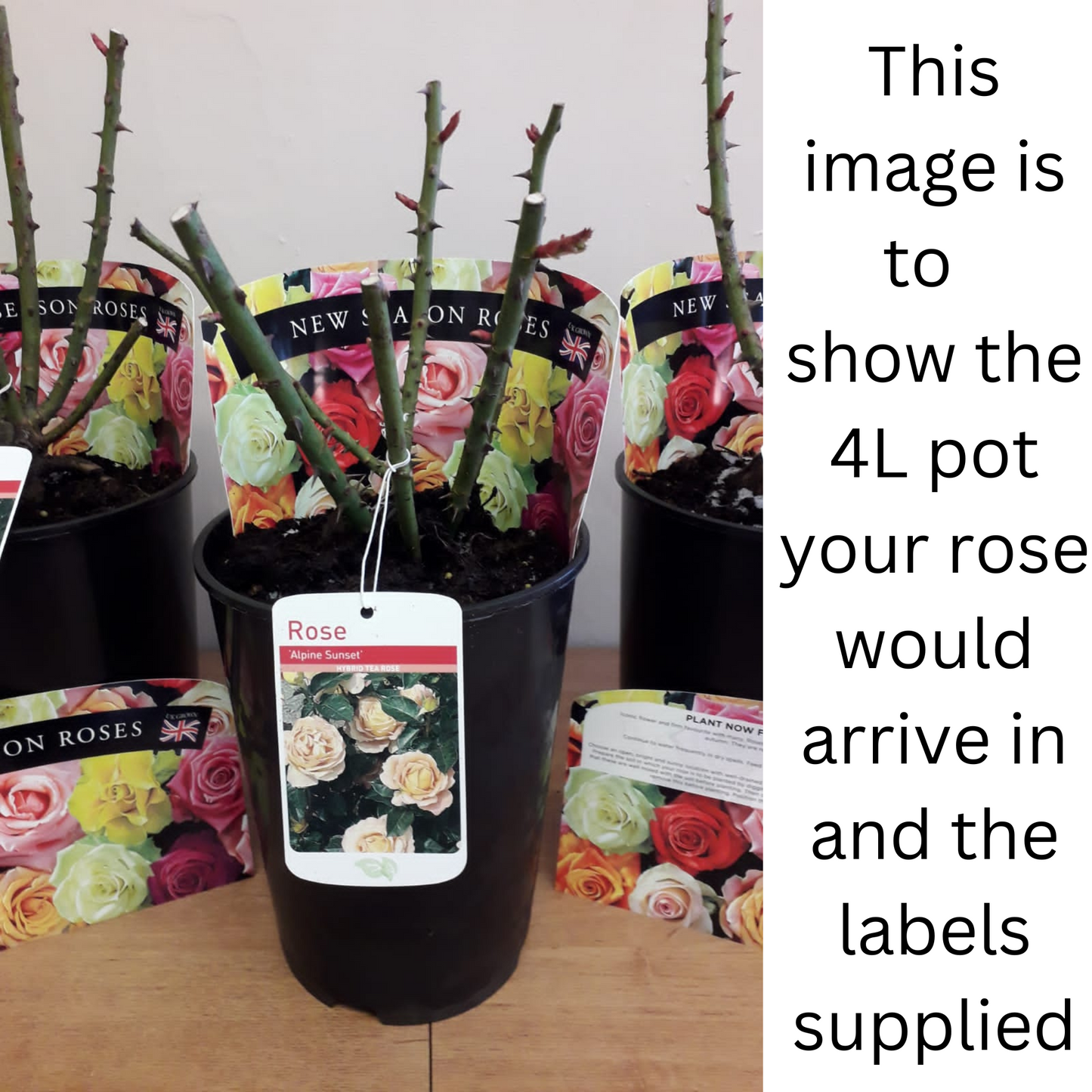 Pink Perpetue Climbing Potted Rose - 20cm Pot Pre-order For December