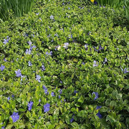 'Ralph Shugert' Vinca Minor Flowering Evergreen Shrub Plant - 2L Pot