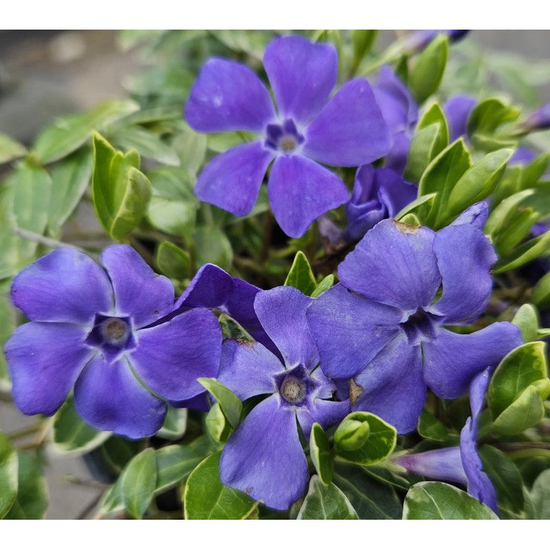 'Ralph Shugert' Vinca Minor Flowering Evergreen Shrub Plant - 2L Pot