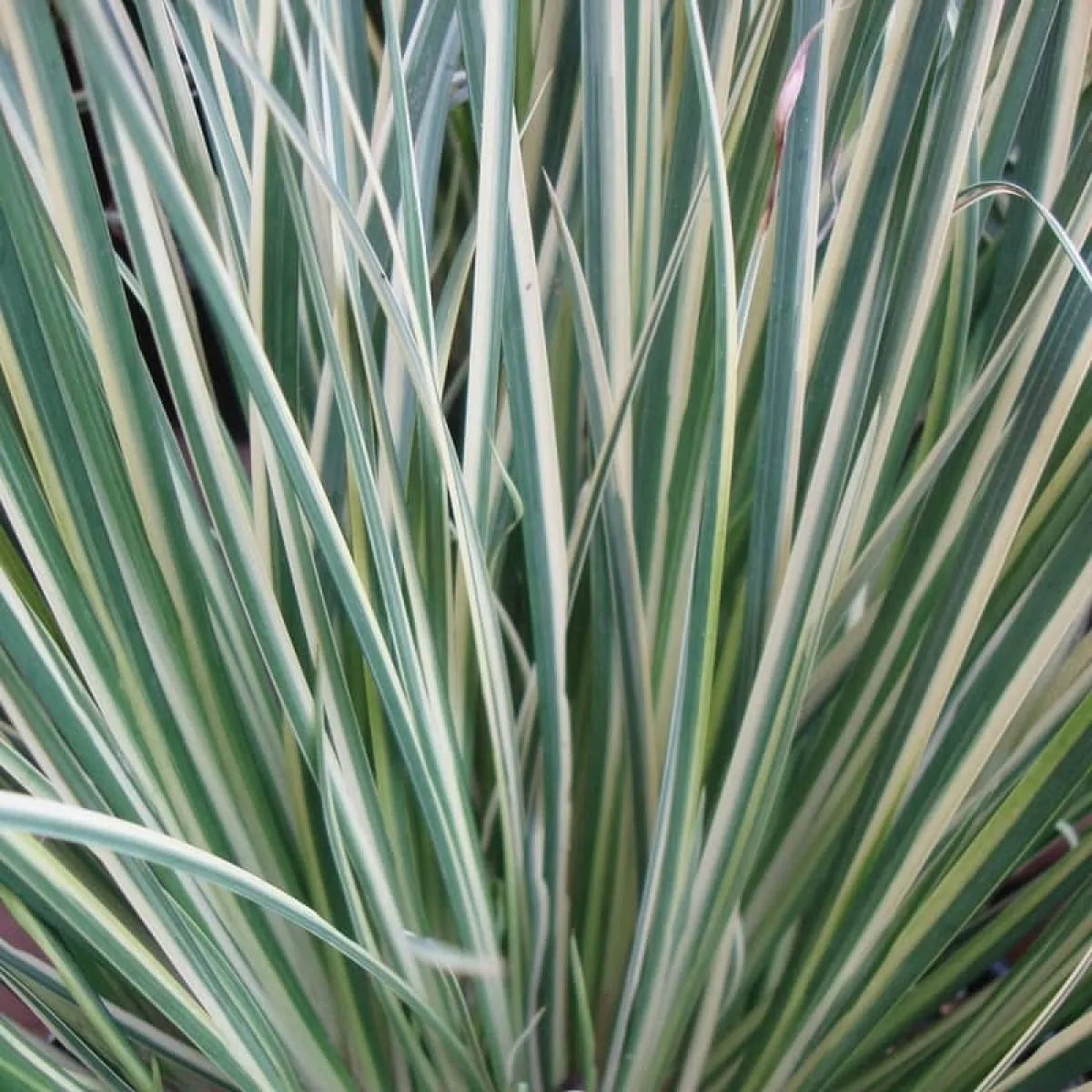 'Japanese Sweet Flag' Acorus Gramineus / Argenteostriatus' Perennial Grass Plant - 14cm Pot