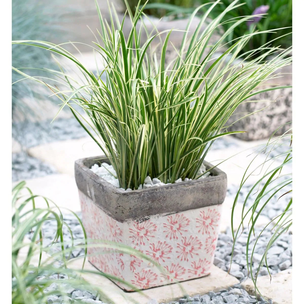 'Japanese Sweet Flag' Acorus Gramineus / Argenteostriatus' Perennial Grass Plant - 14cm Pot