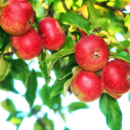 Dwarf / Patio 'Summerred' Apple Fruit Tree - 18cm Pot 1M