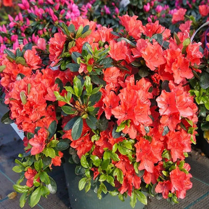 'Agadir' Azalea Japonica Evergreen Plant - 17cm Pot