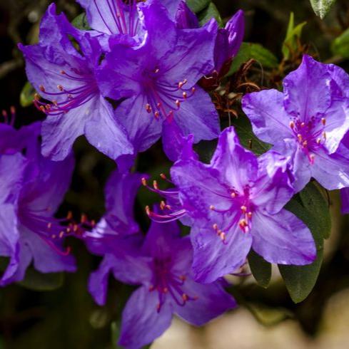 'Blauwe Donau' Azalea Flowering Evergreen Shrub Plant - 17cm Pot