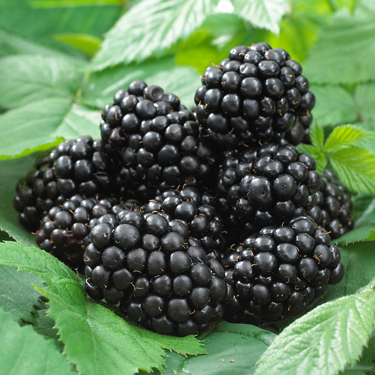 Blackberry 'Black Satin' Deciduous Shrub Plant - 11cm Pot 50cm