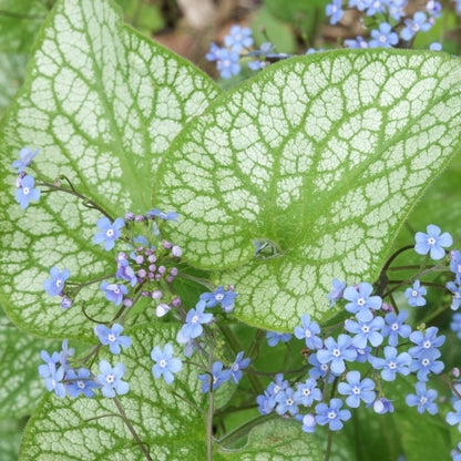 'Brunnera Alexanders Great' Flowering Perennial Plant - 9cm Pot