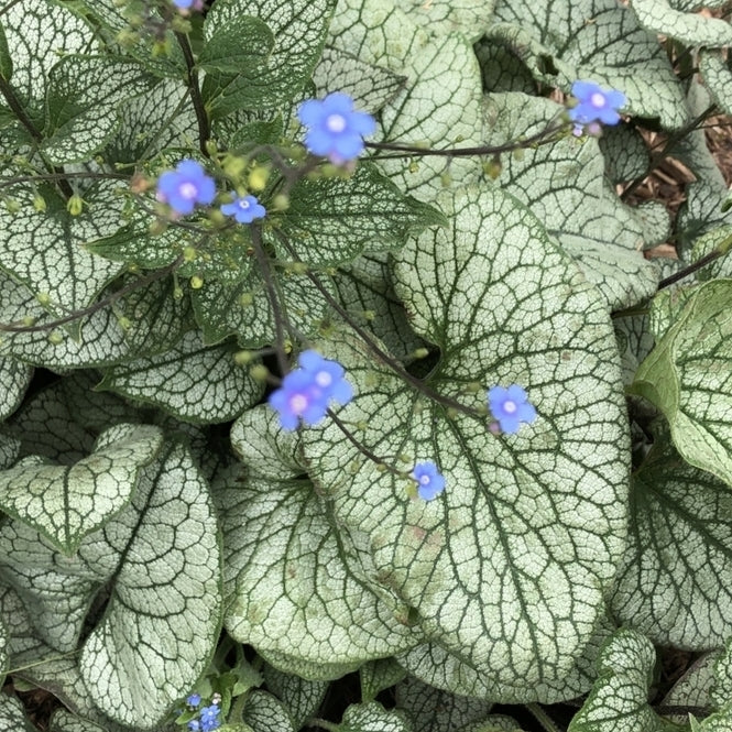 'Brunnera Alexanders Great' Flowering Perennial Plant - 9cm Pot