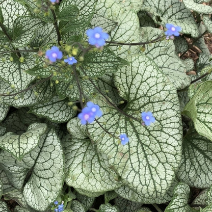 'Brunnera Alexanders Great' Flowering Perennial Plant - 9cm Pot