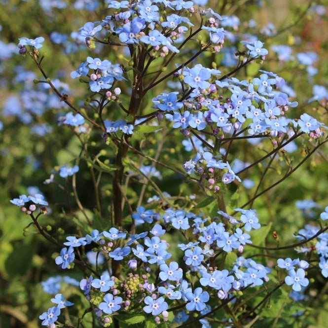 'Brunnera Alexanders Great' Flowering Perennial Plant - 9cm Pot