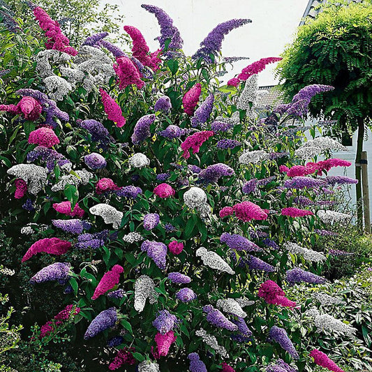 'Butterfly Bush' Buddleja Davidii Flowering Deciduous Shrub Plant - Tricoloured - 17cm Pot