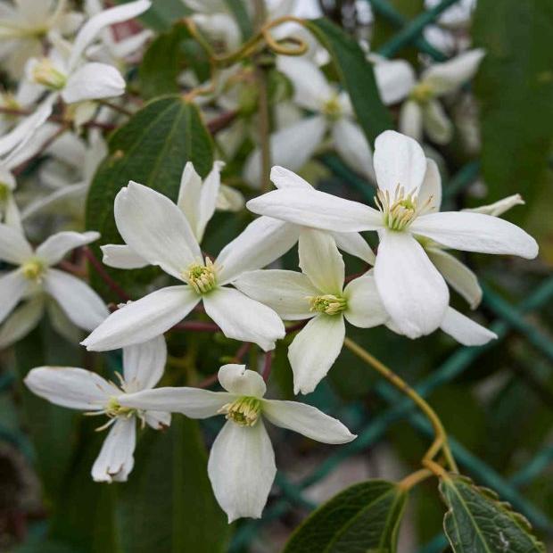 'Apple Blossom' Clematis Armandii Flowering Evergreen Perennial Plant 100cm