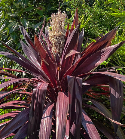 'Superstar' Cordyline Evergreen Shrub Plant - 22cm Pot 80 to 90cm