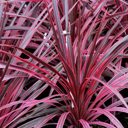 'Superstar' Cordyline Evergreen Shrub Plant - 22cm Pot 80 to 90cm