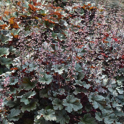 'Dark Secret / Coral Bells' Heuchera Perennial Plant - 17cm Pot