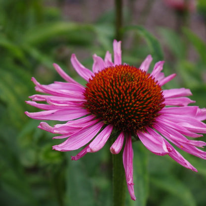 'Magnus' Echinacea Purpurea Flowering Herbaceous Perennial Plant - 9cm Pot