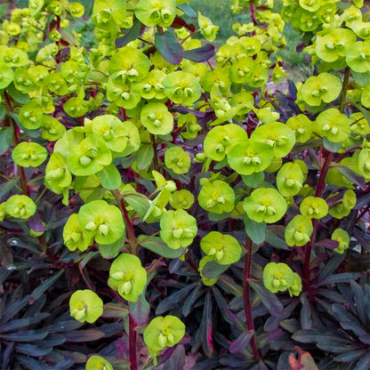 'Purpurea' Euphorbia Evergreen Perennial Plant - 17cm Pot