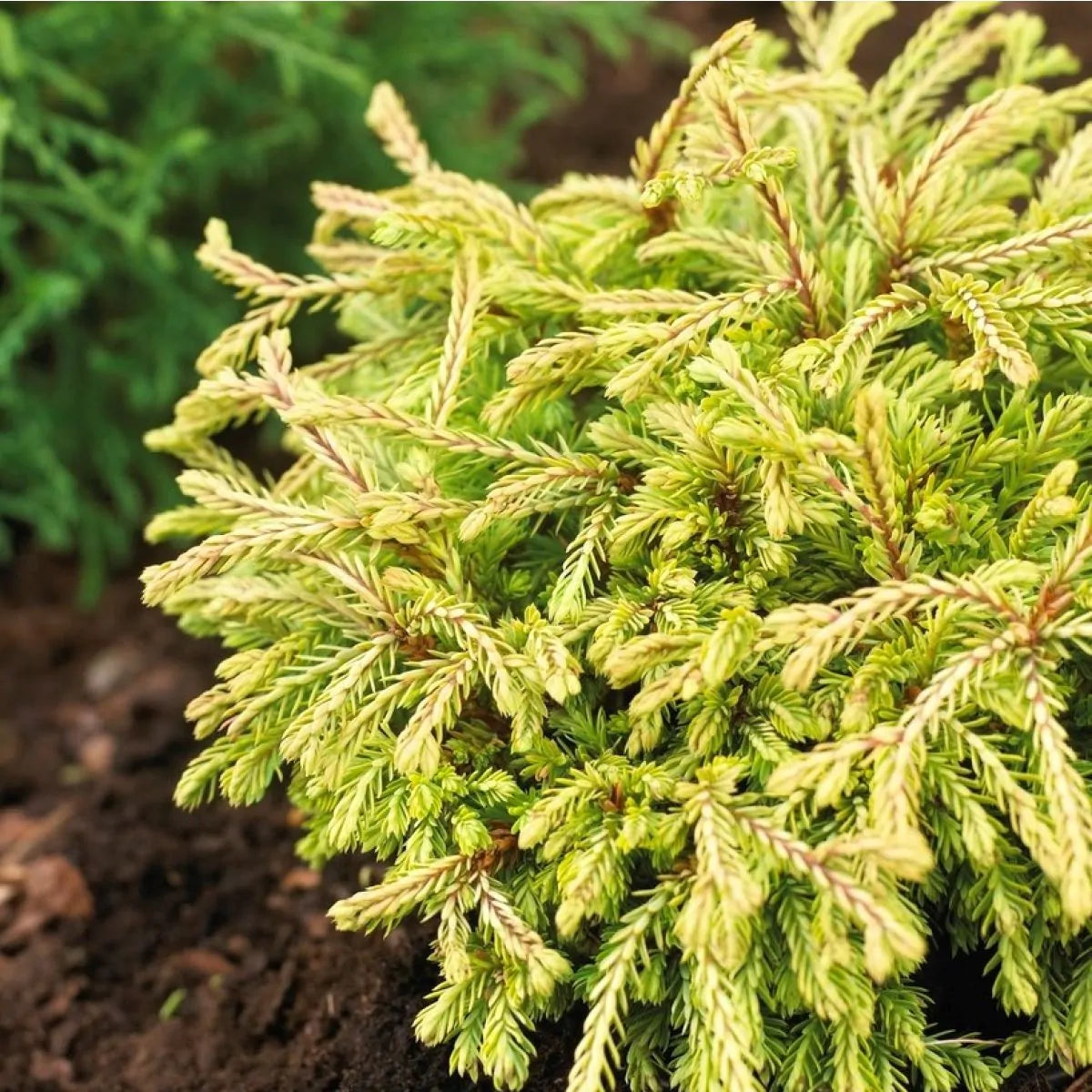 'Golden Tuffet' Thuja Occidentalis Conifer Plant - 17cm Pot