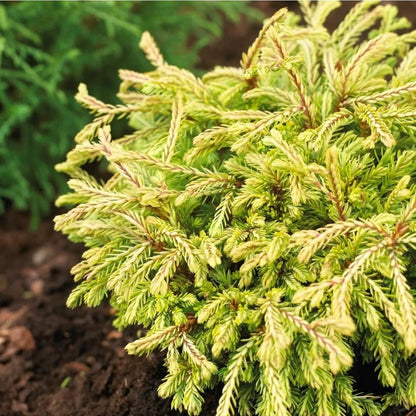 'Golden Tuffet' Thuja Occidentalis Conifer Plant - 17cm Pot