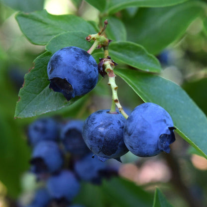 'Goldtraube' Vaccinum Blueberry Flowering Deciduous Shrub Plant - 17cm Pot