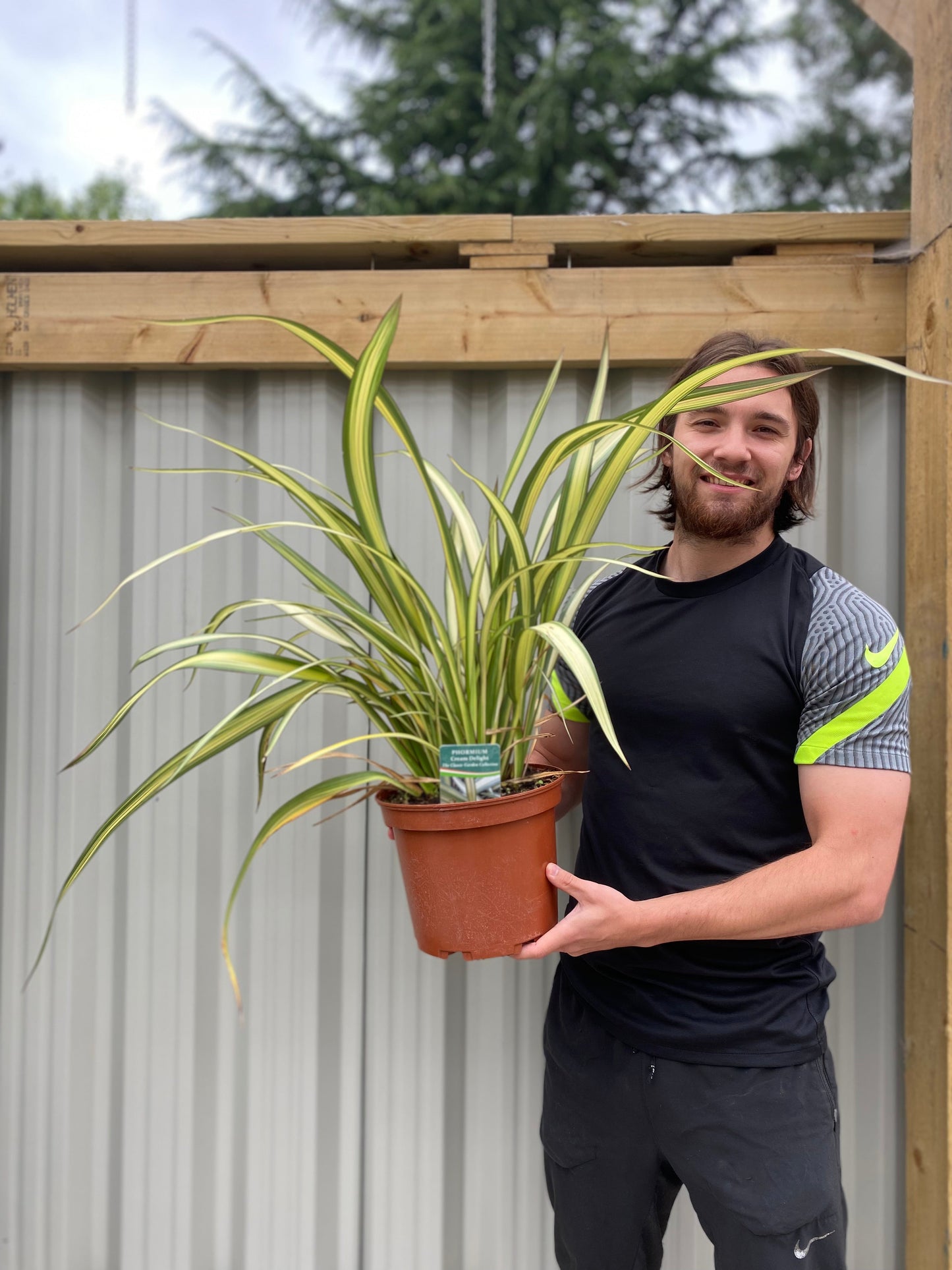 'Cream Delight' Phormium Evergreen Shrub Plant - 19cm Pot 60-70cm