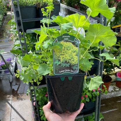 'Lady's Mantle' Alchemilla Mollis Flowering Perennial Plant - 17cm Pot