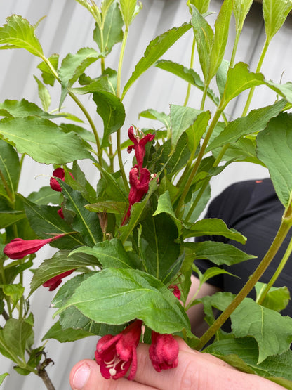 'Red Prince' Weigela Florida Flowering Deciduous Shrub Plant - 13cm Pot