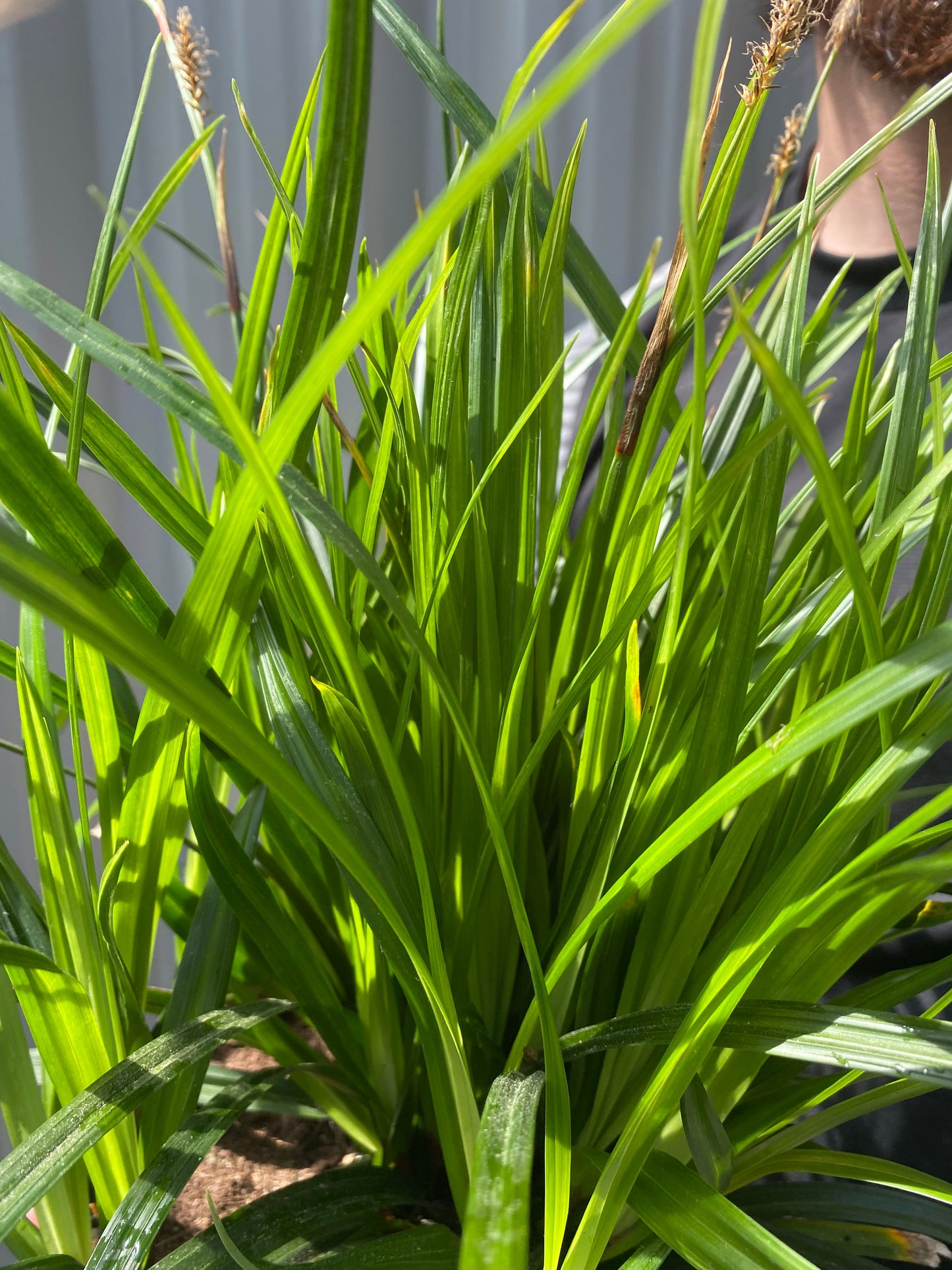 'Irish Green' Carex Oshimensis Evergreen Plant - 17cm Pot 30-50cm