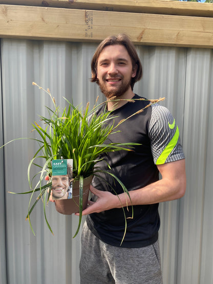 'Irish Green' Carex Oshimensis Evergreen Plant - 17cm Pot 30-50cm