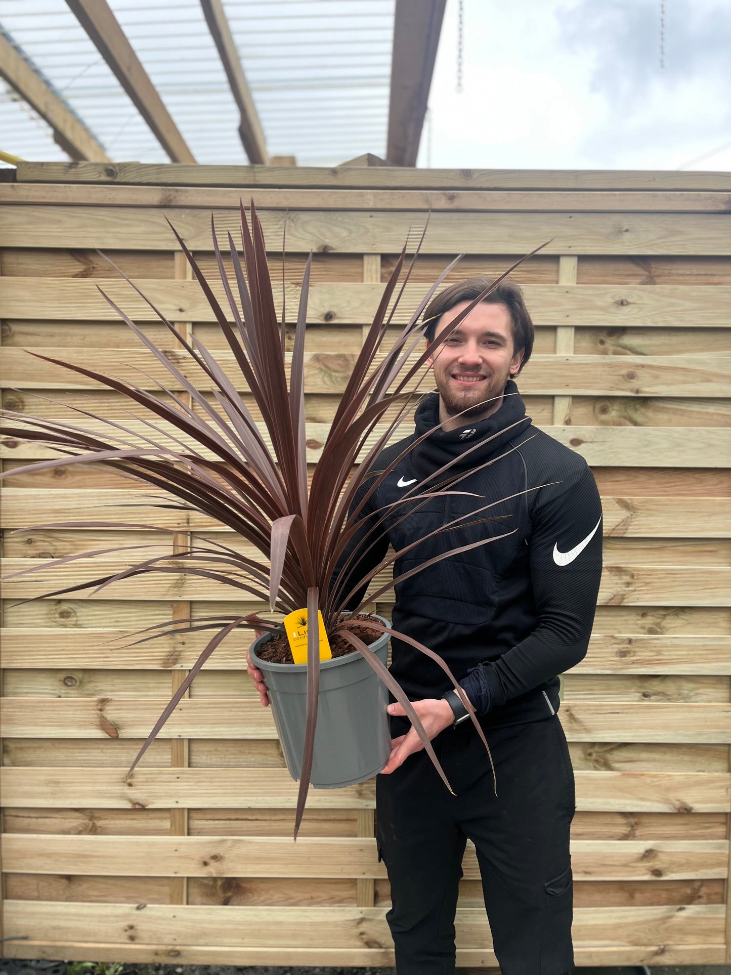 'Red Star' Cordyline Australis Evergreen Shrub - 20cm Pot 1m