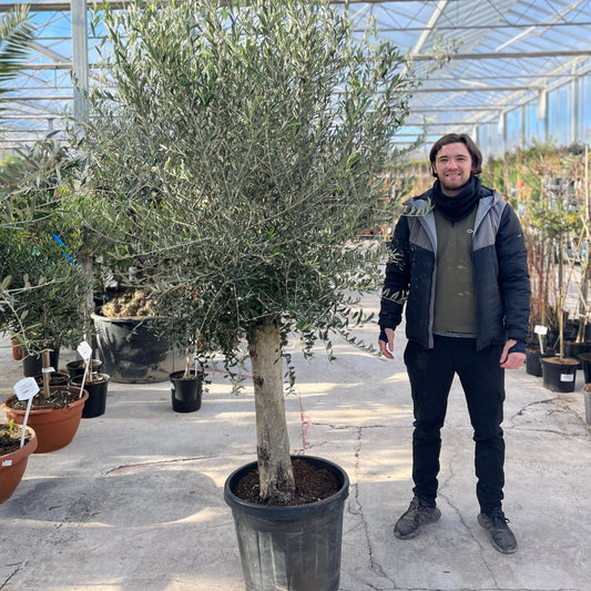 Mediterranean Specimen Lollipop Olive Tree - 41cm Pot 1.7 to 1.8m