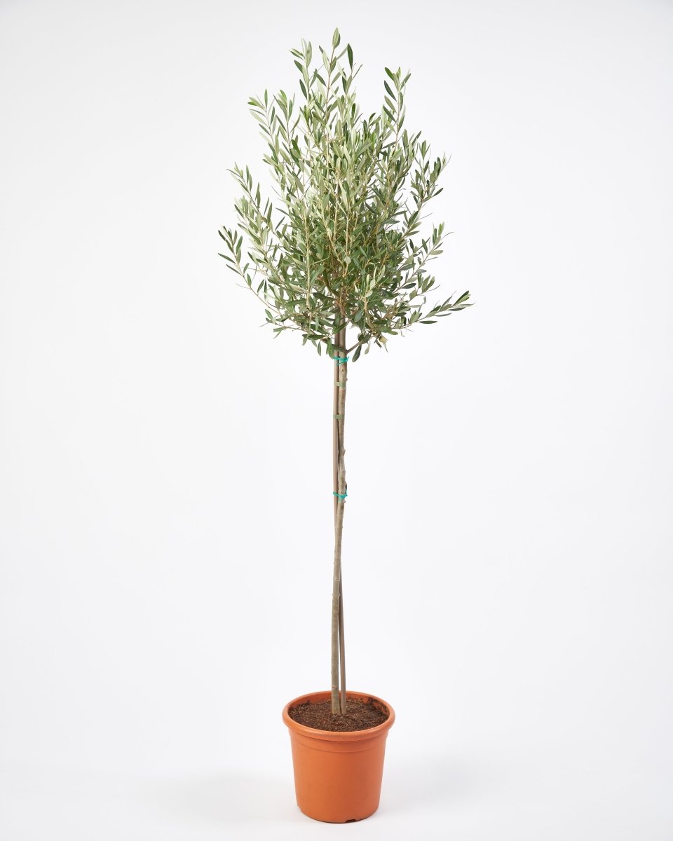 Olive Tree Olea Europea Plant - 19cm Pot 90-110cm