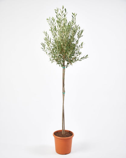 Olive Tree Olea Europea Plant - 19cm Pot 90-110cm