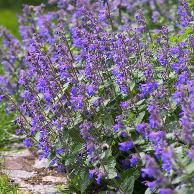 'Walker’s Low' Nepeta Flowering Perennial Plant - 9cm Pot